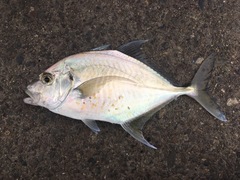 Platycaranx chrysophrys