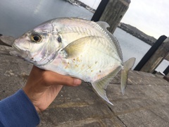 Platycaranx chrysophrys