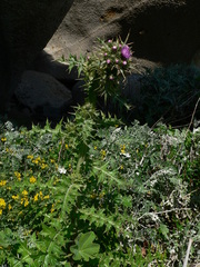 Carduus cephalanthus