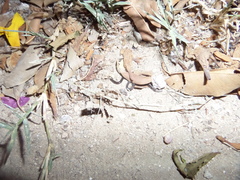 Indotyphlops braminus