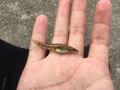 Philypnodon grandiceps