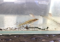 Philypnodon grandiceps