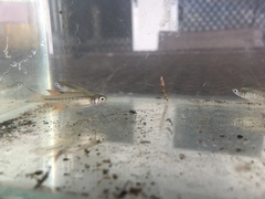 Pseudomugil signifer