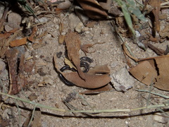 Indotyphlops braminus