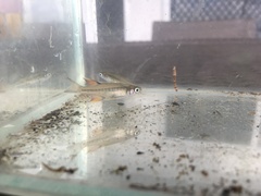 Pseudomugil signifer