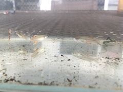 Pseudomugil signifer