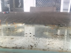 Pseudomugil signifer