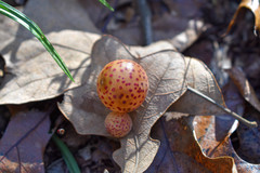 Atrusca quercuscentricola