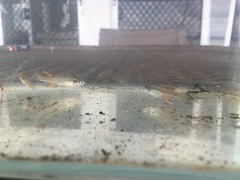 Pseudomugil signifer