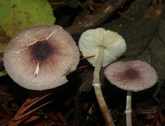 Leucoagaricus roseilividus