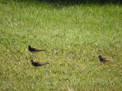 Charadrius vociferus image