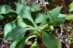 Desmanthodium perfoliatum