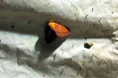 Anisota virginiensis