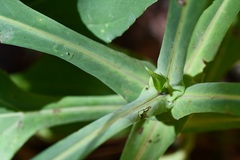 Desmanthodium perfoliatum