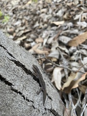 Crenadactylus ocellatus