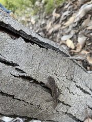 Crenadactylus ocellatus