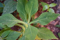 Desmanthodium perfoliatum