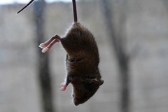 Peromyscus beatae