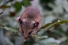 Peromyscus beatae