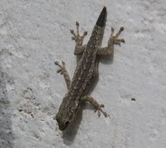 Lygodactylus angolensis