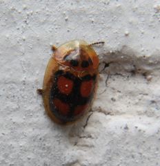 Aspidimorpha areata