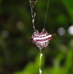 Gasteracantha doriae
