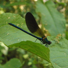 Calopteryx xanthostoma