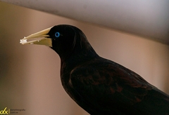 Psarocolius decumanus