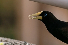 Psarocolius decumanus