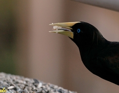 Psarocolius decumanus