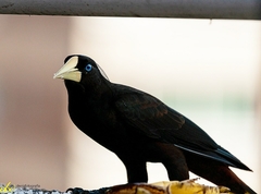 Psarocolius decumanus