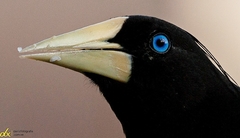 Psarocolius decumanus