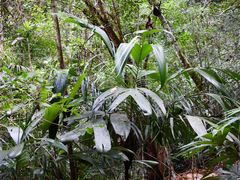 Astrocaryum mexicanum