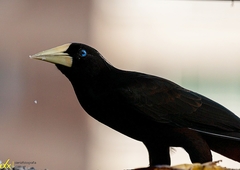 Psarocolius decumanus