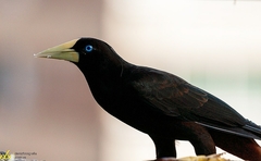 Psarocolius decumanus