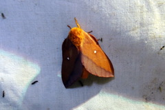 Anisota virginiensis