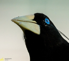 Psarocolius decumanus