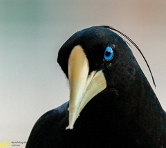 Psarocolius decumanus