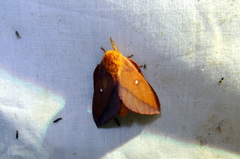 Anisota virginiensis