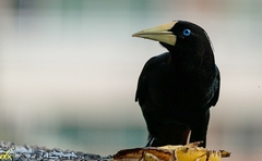 Psarocolius decumanus