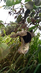 Aristolochia cymbifera
