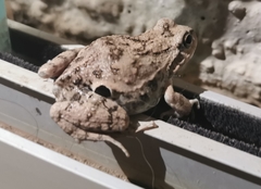 Pleurodema cinereum