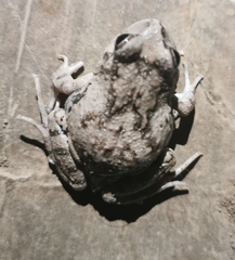 Pleurodema cinereum