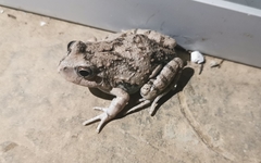 Pleurodema cinereum