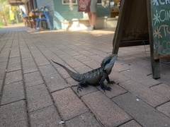 Intellagama lesueurii