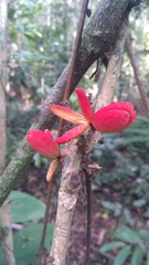 Trichilia pseudostipularis