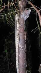 Uranoscodon superciliosus