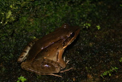 Leptodactylus guianensis