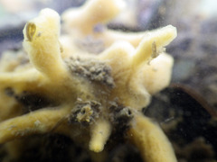 Halichondria bowerbanki