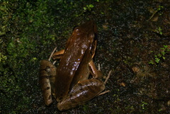Leptodactylus guianensis